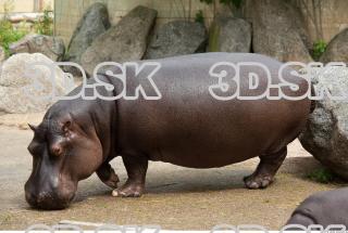 Hippo baby 0003